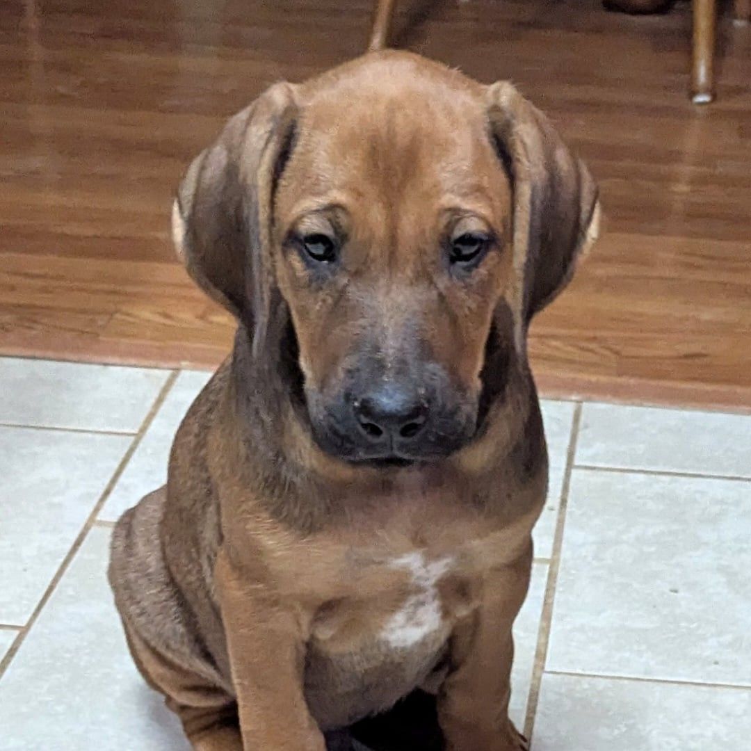 Luckydogfarm Ridgebacks Holly Springs, MS | Holly Springs MS
