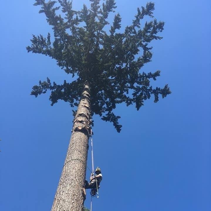 Thomson Tree Service