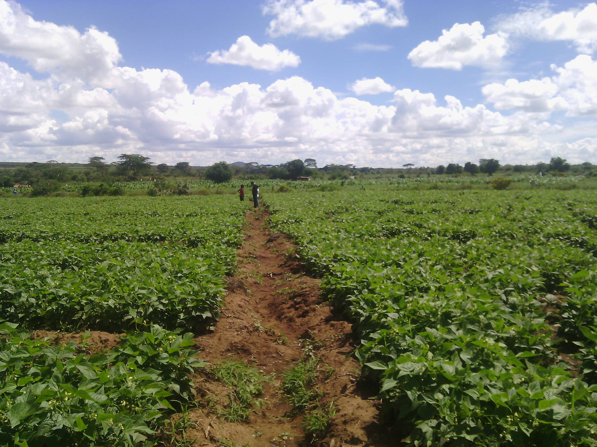 Farm supplies | Narok