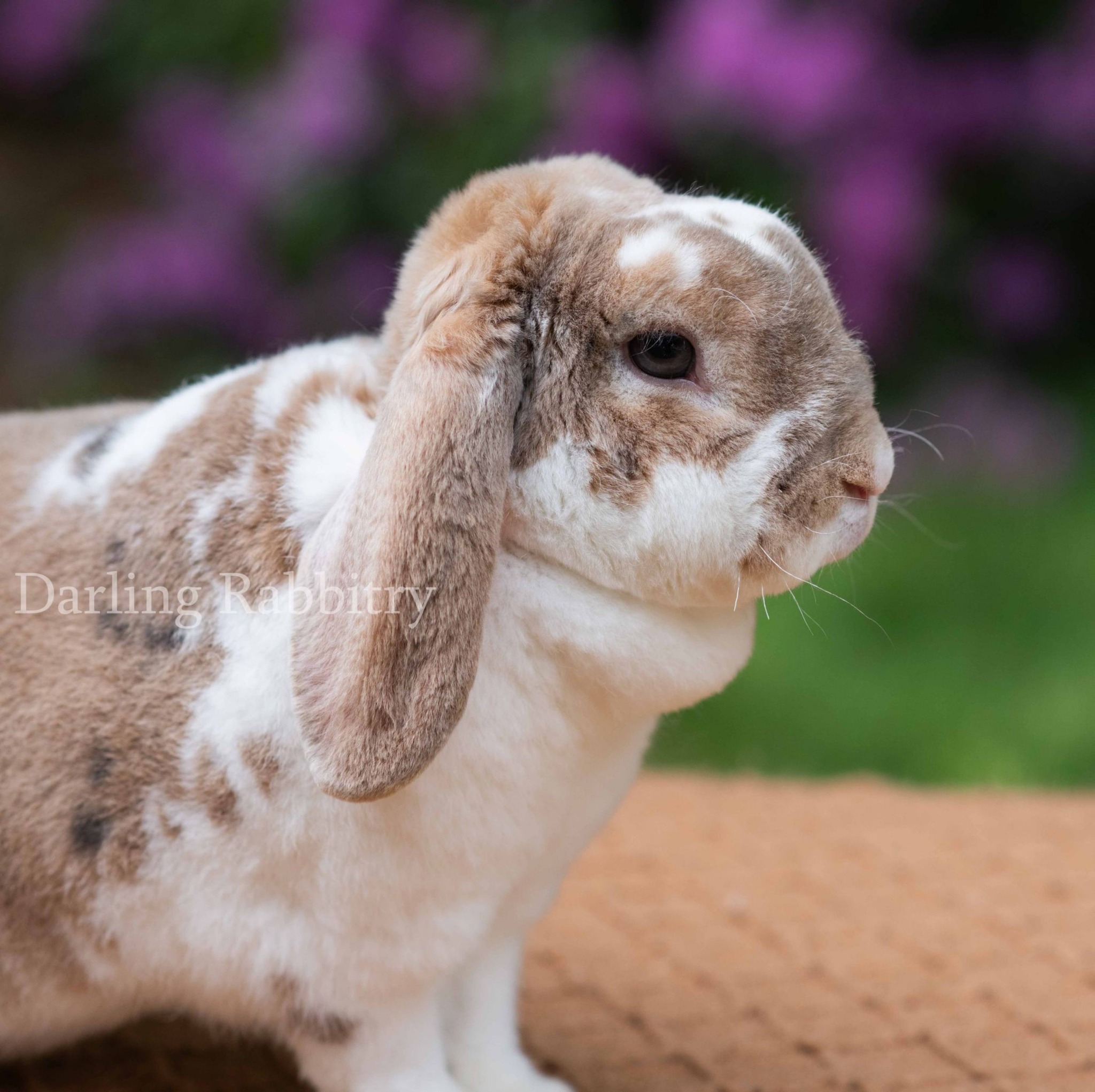 Darling Rabbitry - Velveteen Lop. Broken Chestnut Buck. #rabbit # ...