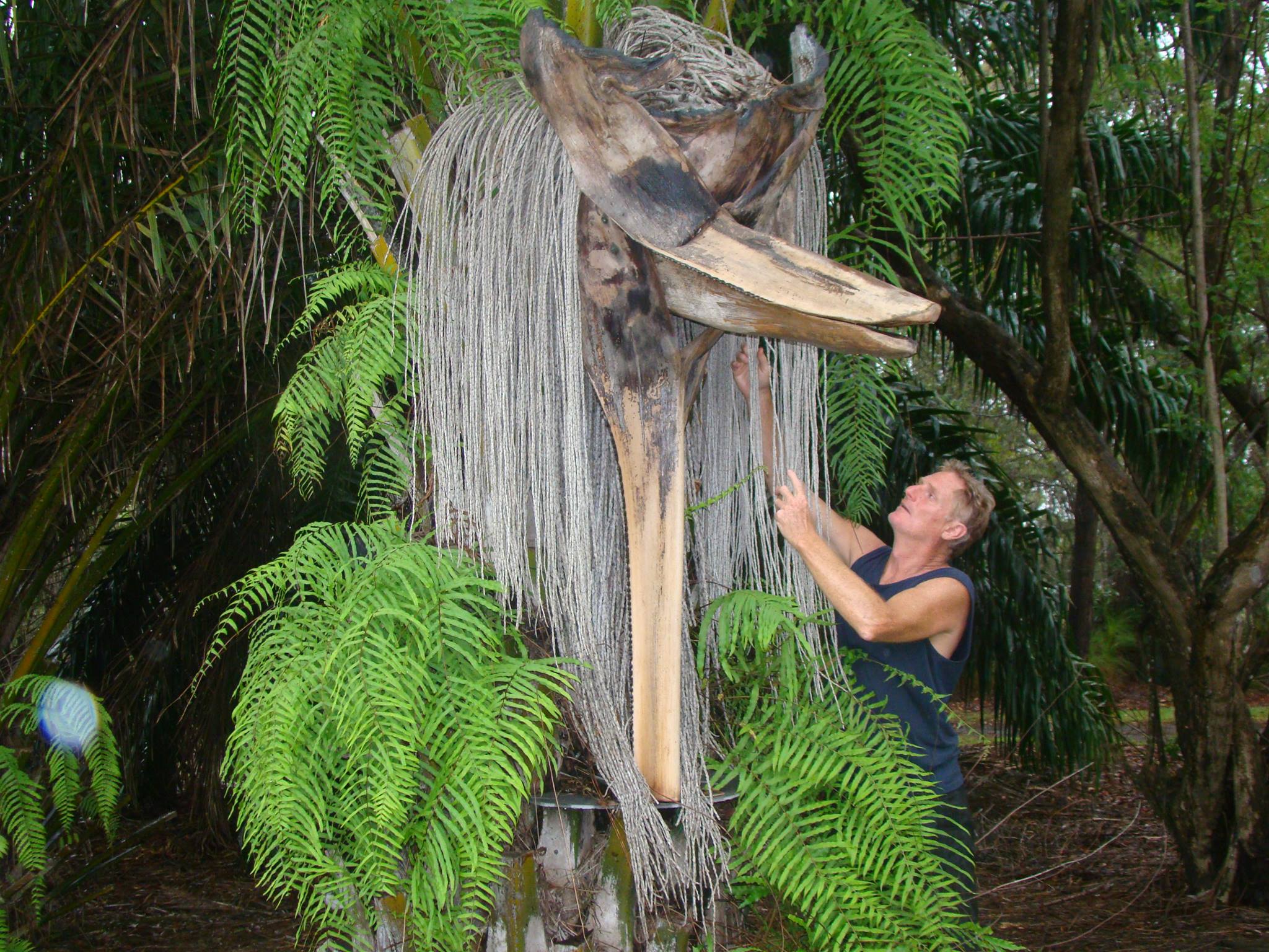 Kim Prentice Grass Tree Studio