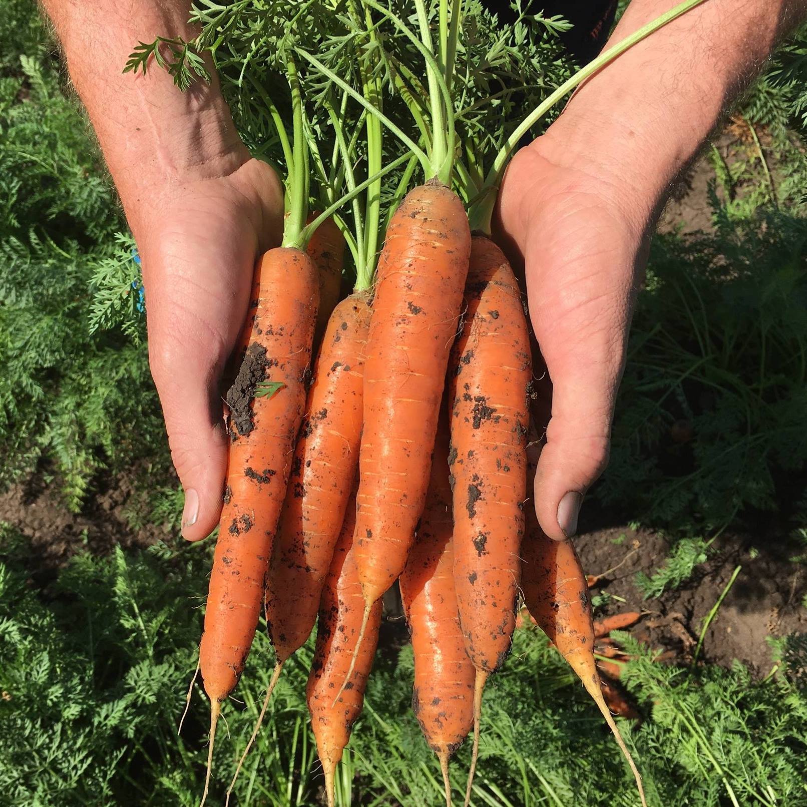 Moffatt Fresh Produce | Tarome QLD