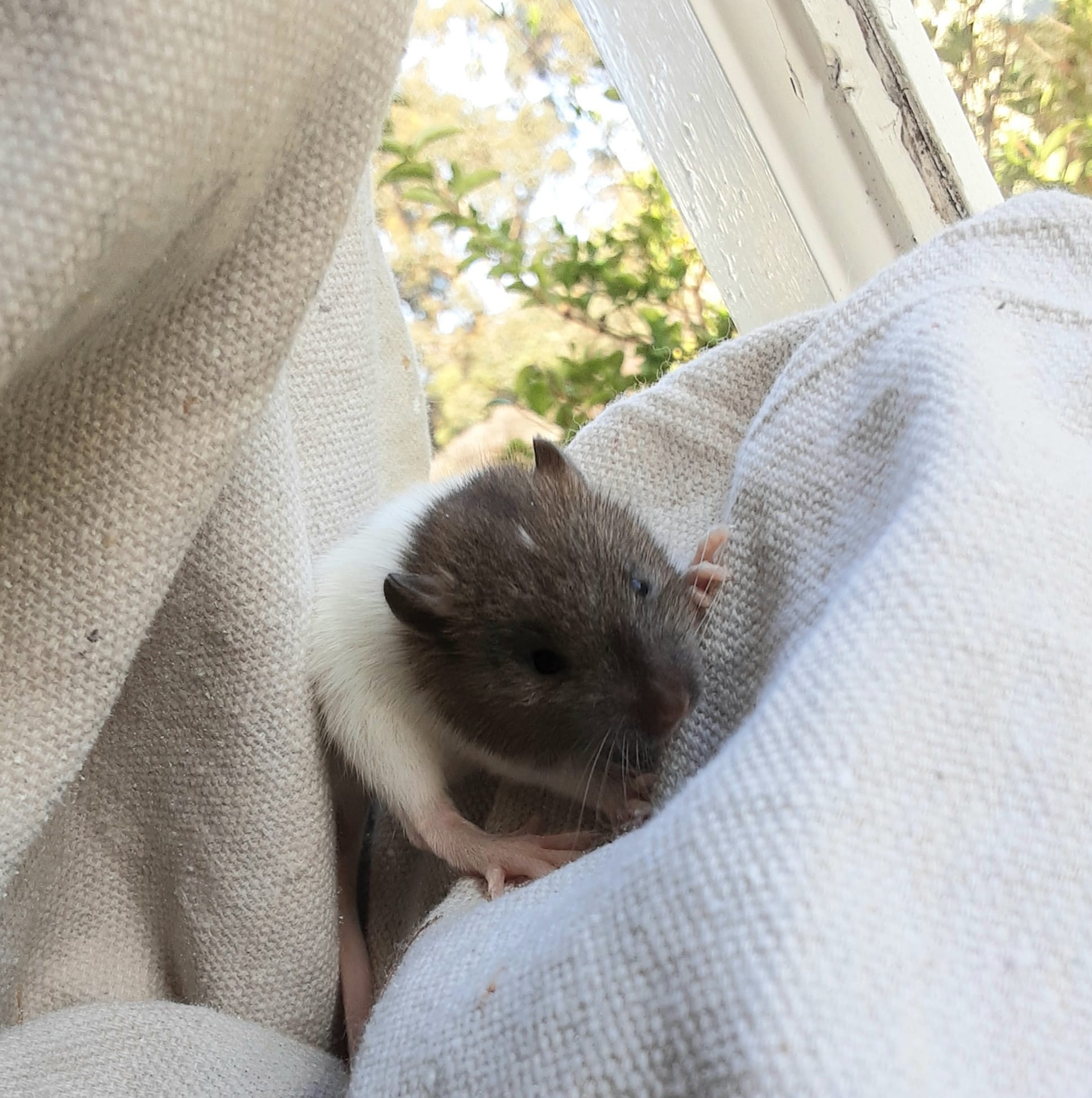 BlackBerry rats | Denmark WA