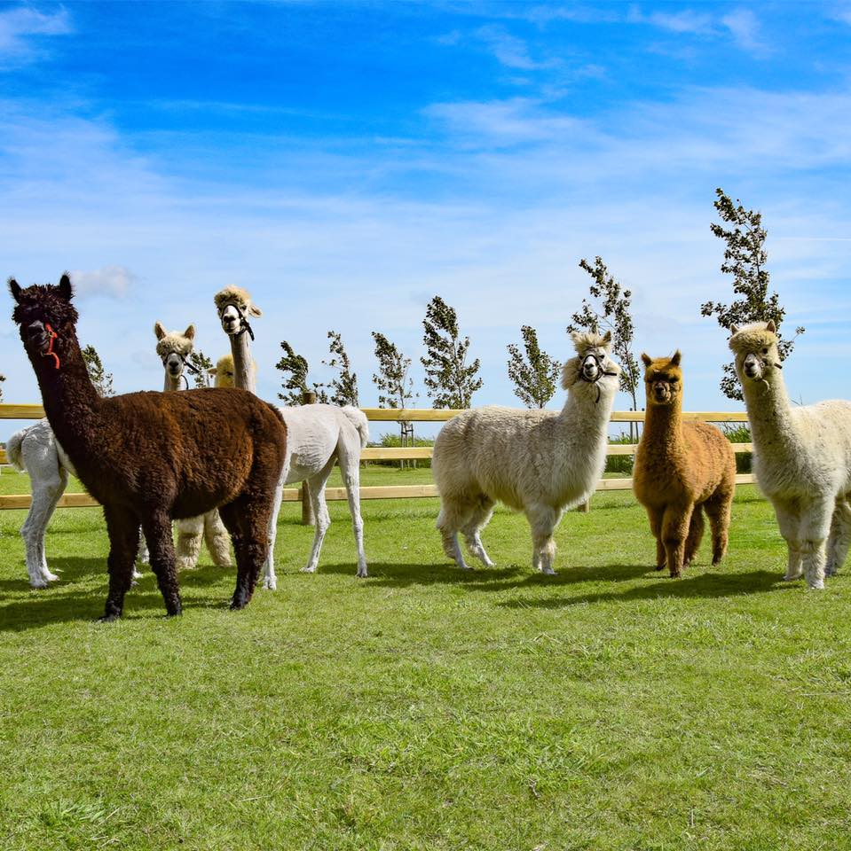 Texelse Alpacas - 🦙even voorstellen🦙 Dit is Hannes, onze eerste alpaca ...