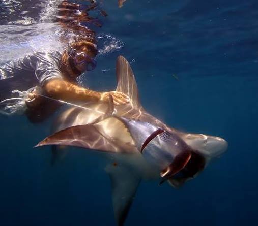 Bryce Rohrer - Captain - Prof Shark Diver