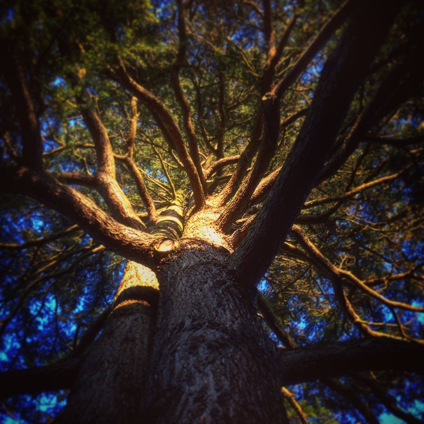Ask an Arborist | Help, each year it’s getting worse | Facebook