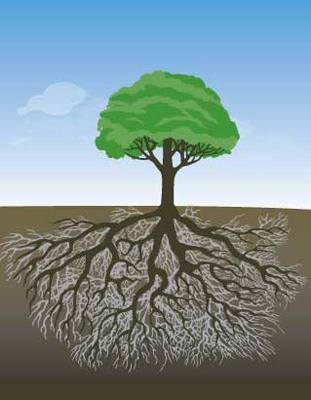 2nd Root
