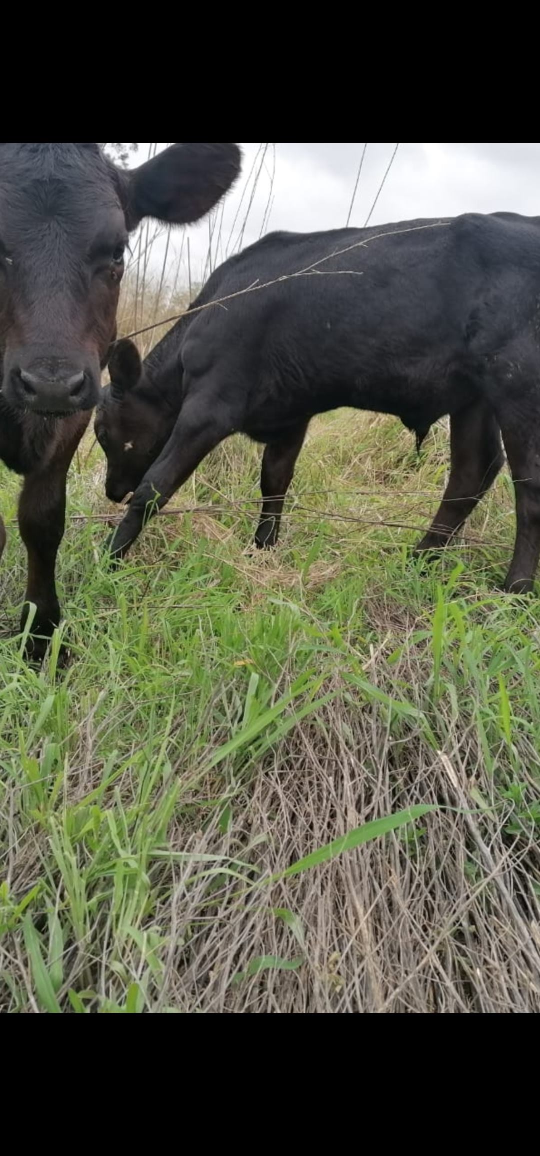 Rock Haven farms | Cato Ridge