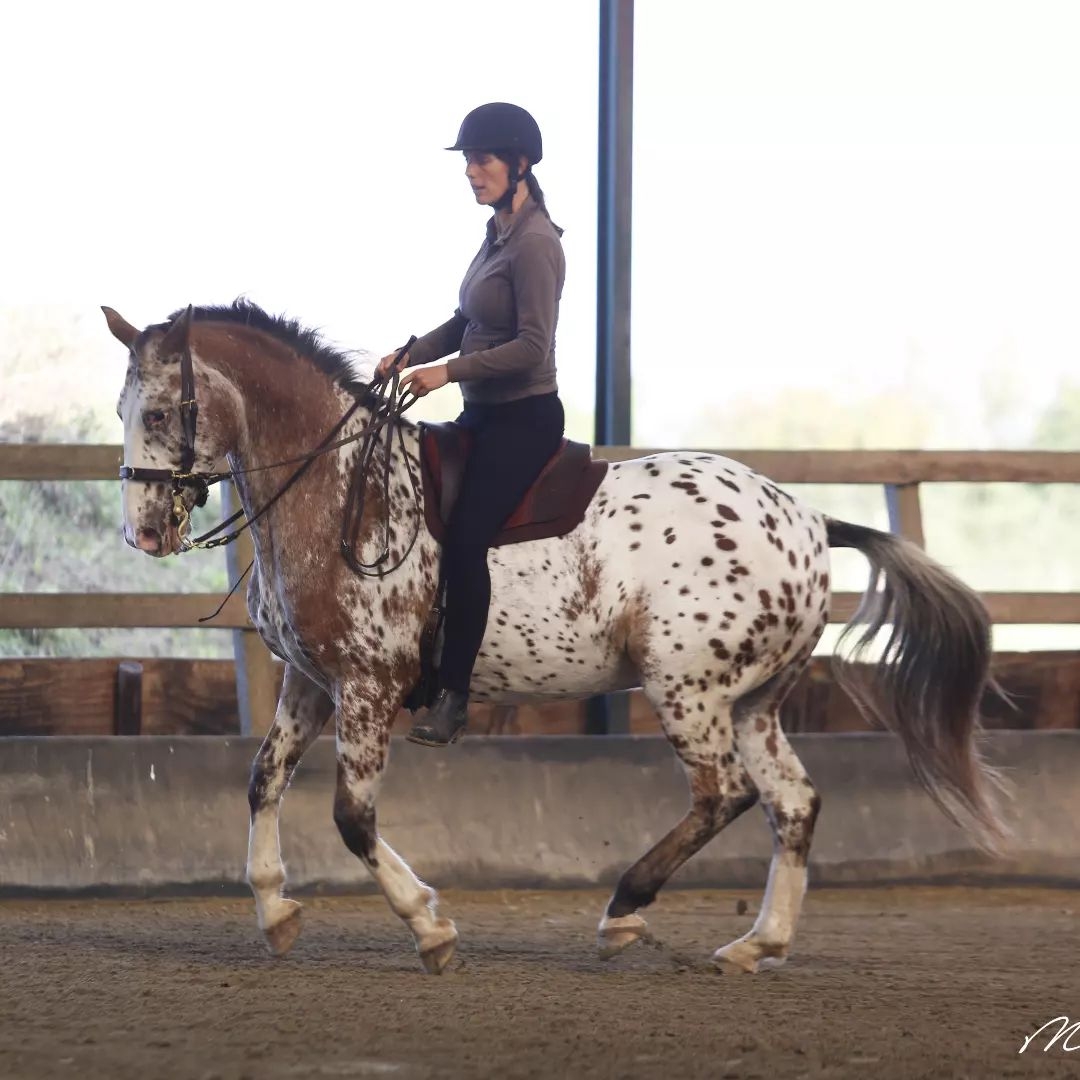 Centered Riding Nederland