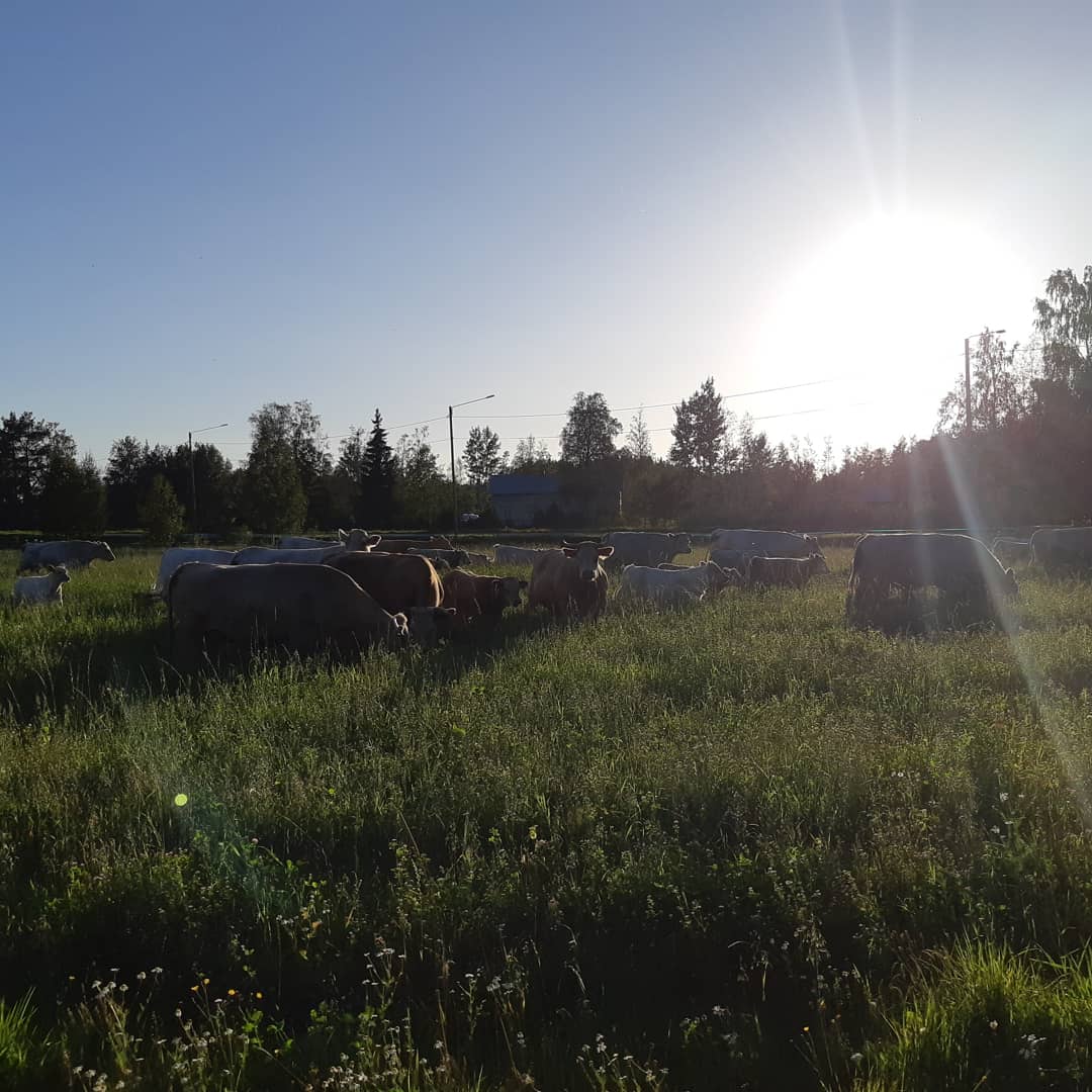 Ingves Ranch | Skaftung