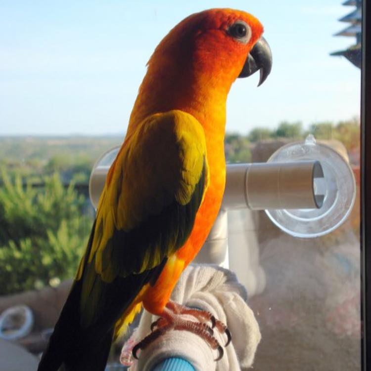 Posts From The Perch