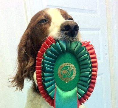 Irsk rød og hvit setter - kennel Alvertoppen | Tertnes