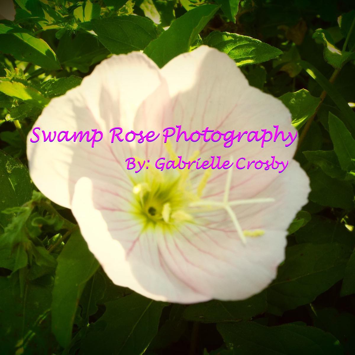 Swamp Rose Photo