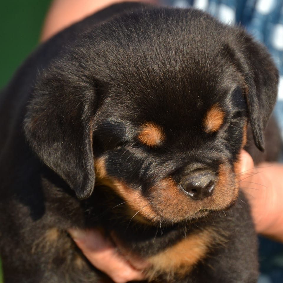 Black Rott Imperia Kennel | Blace