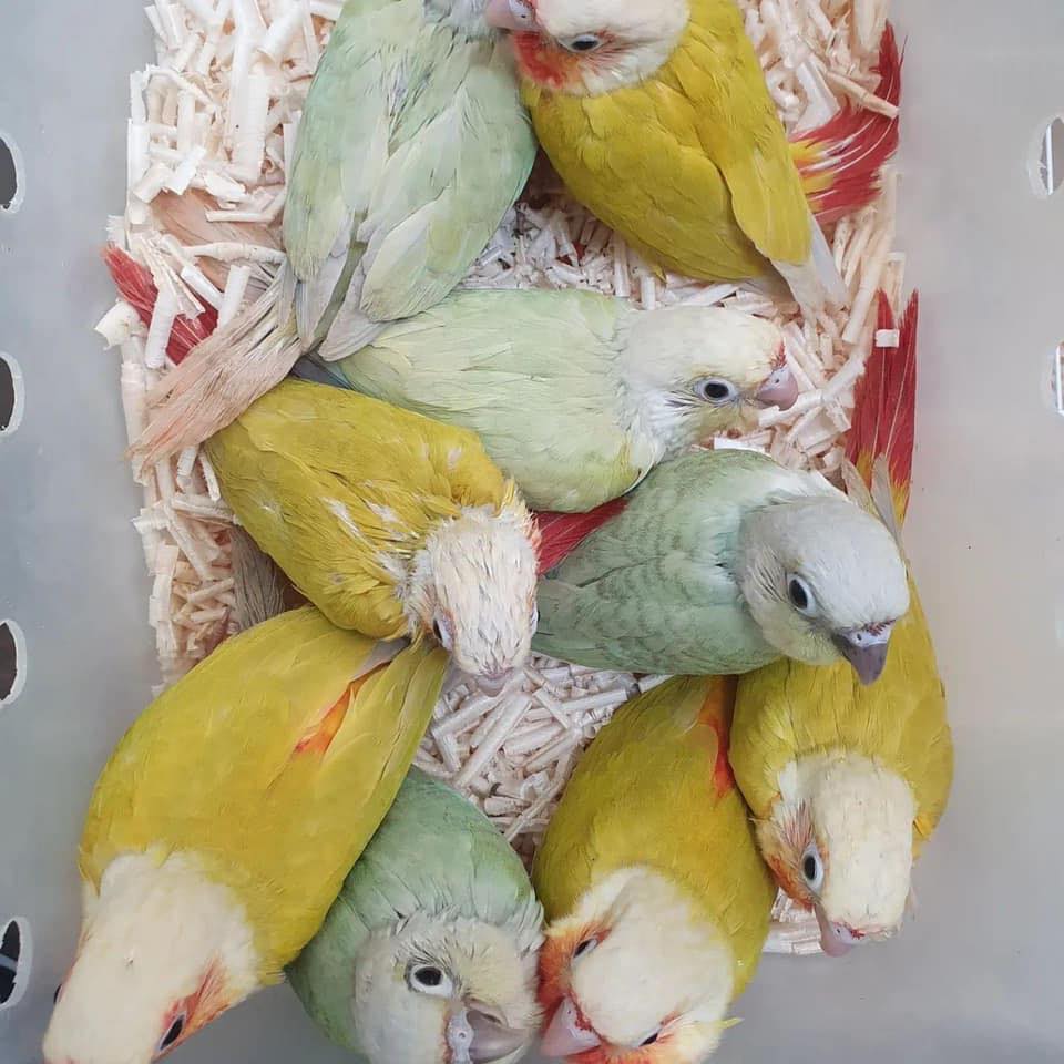 Oiseau Inséparable