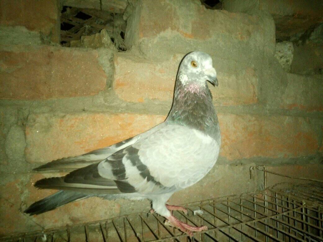 Kobutor bacha kena