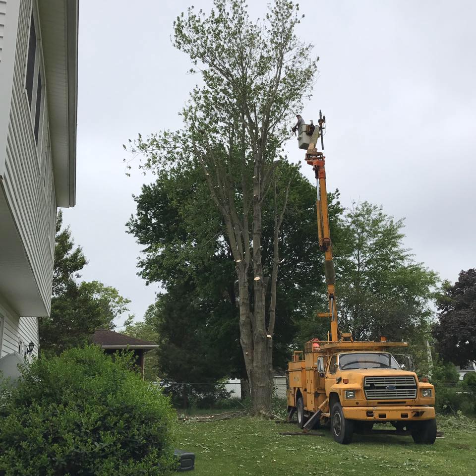 Edwards Tree Service | Hartly DE