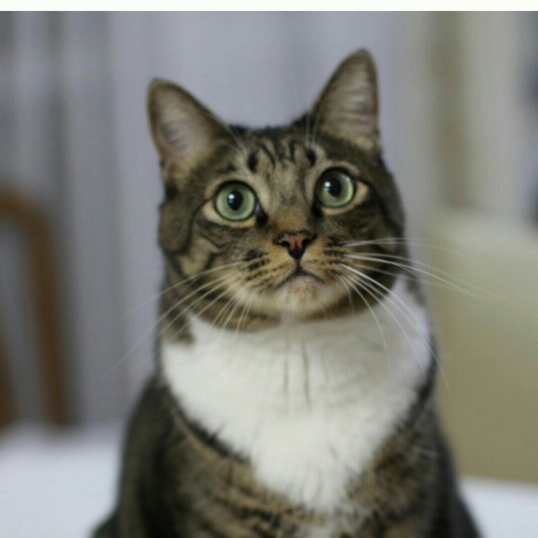 猫様のおもちゃyamato