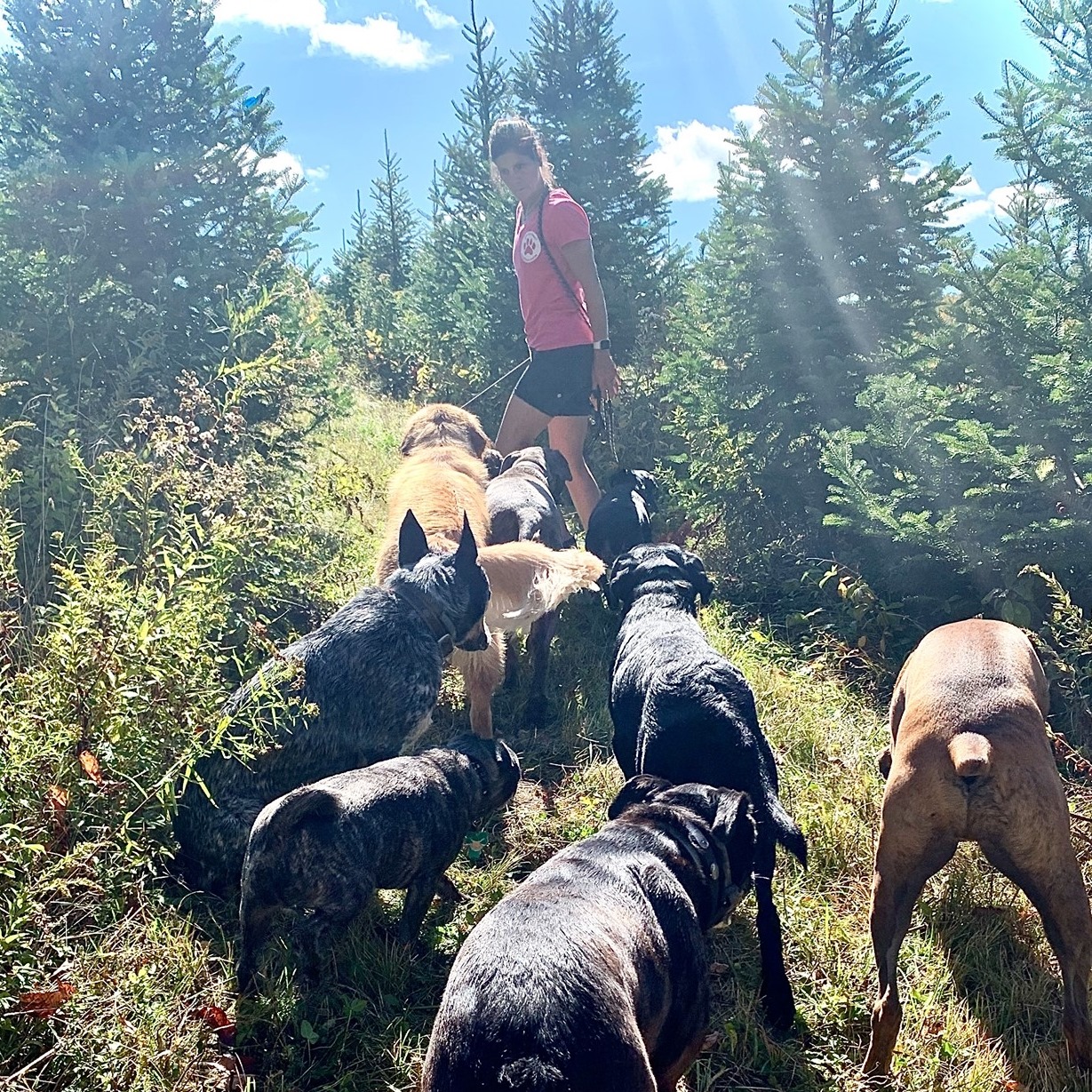 Alpine Dog - VT | Shelburne VT
