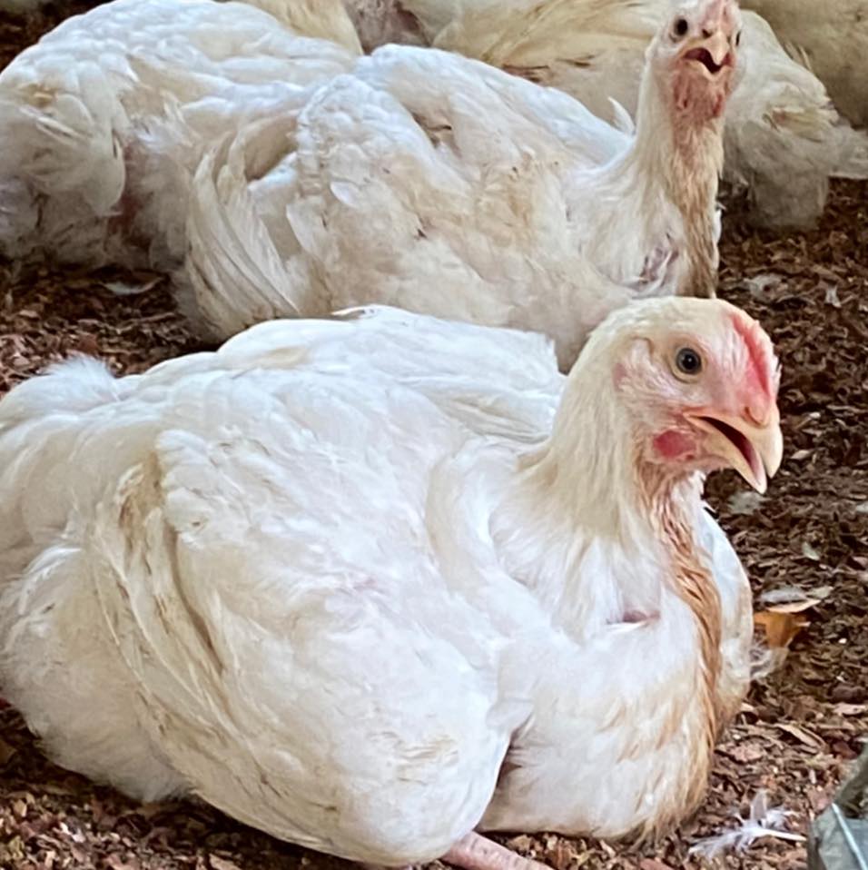 Pollos del rancho