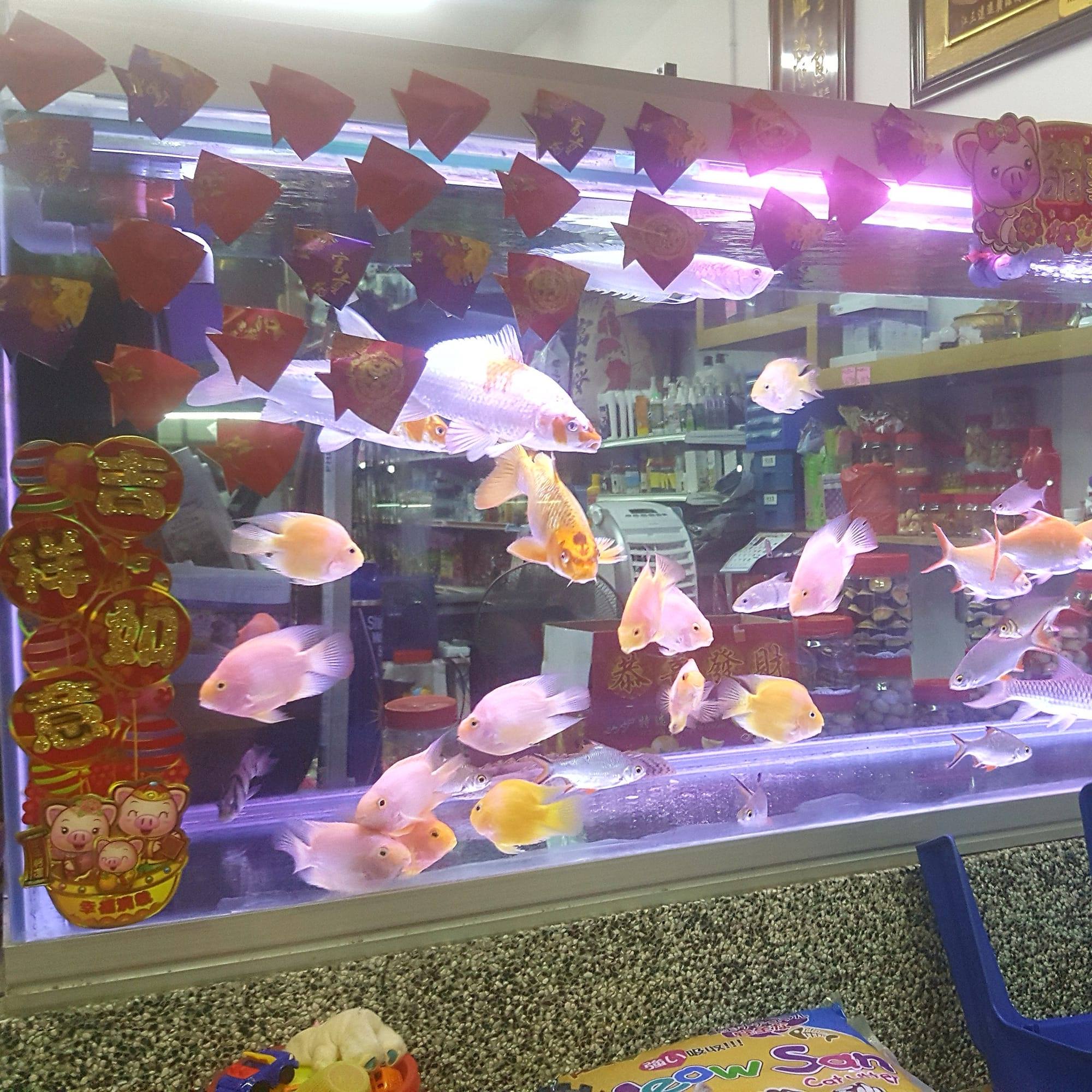 Hello Aquarium & Pet Shop | Seremban
