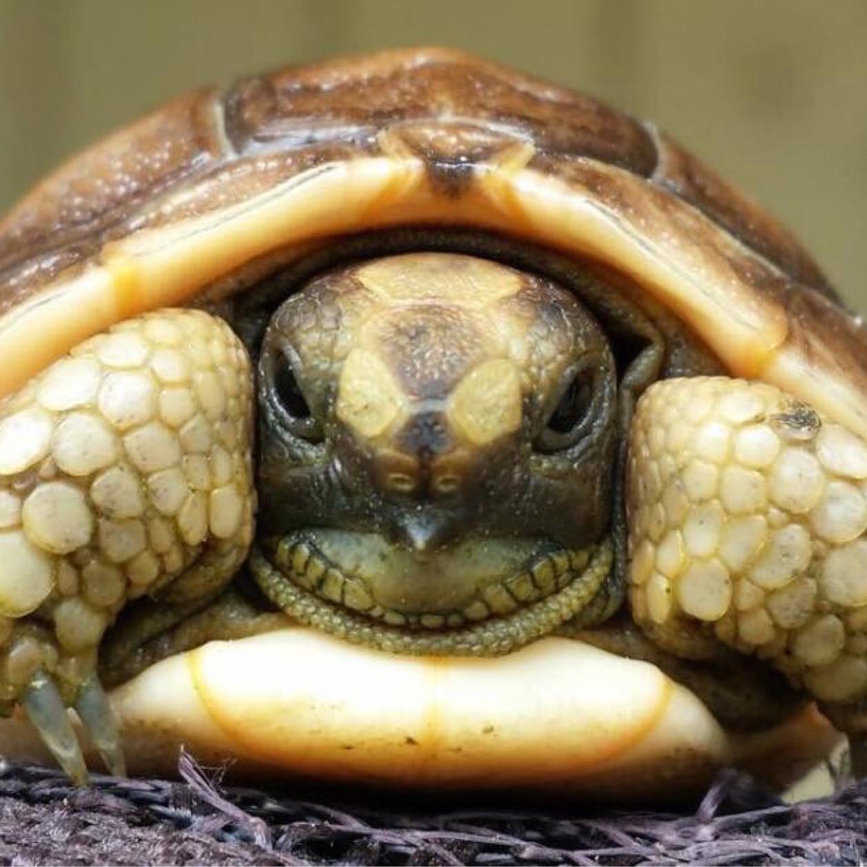 Some of the temporary pens nearly... - ReptileZ Pet Supplies | Facebook