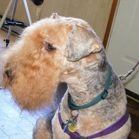 Jana's Dog Grooming and Training Westport WA