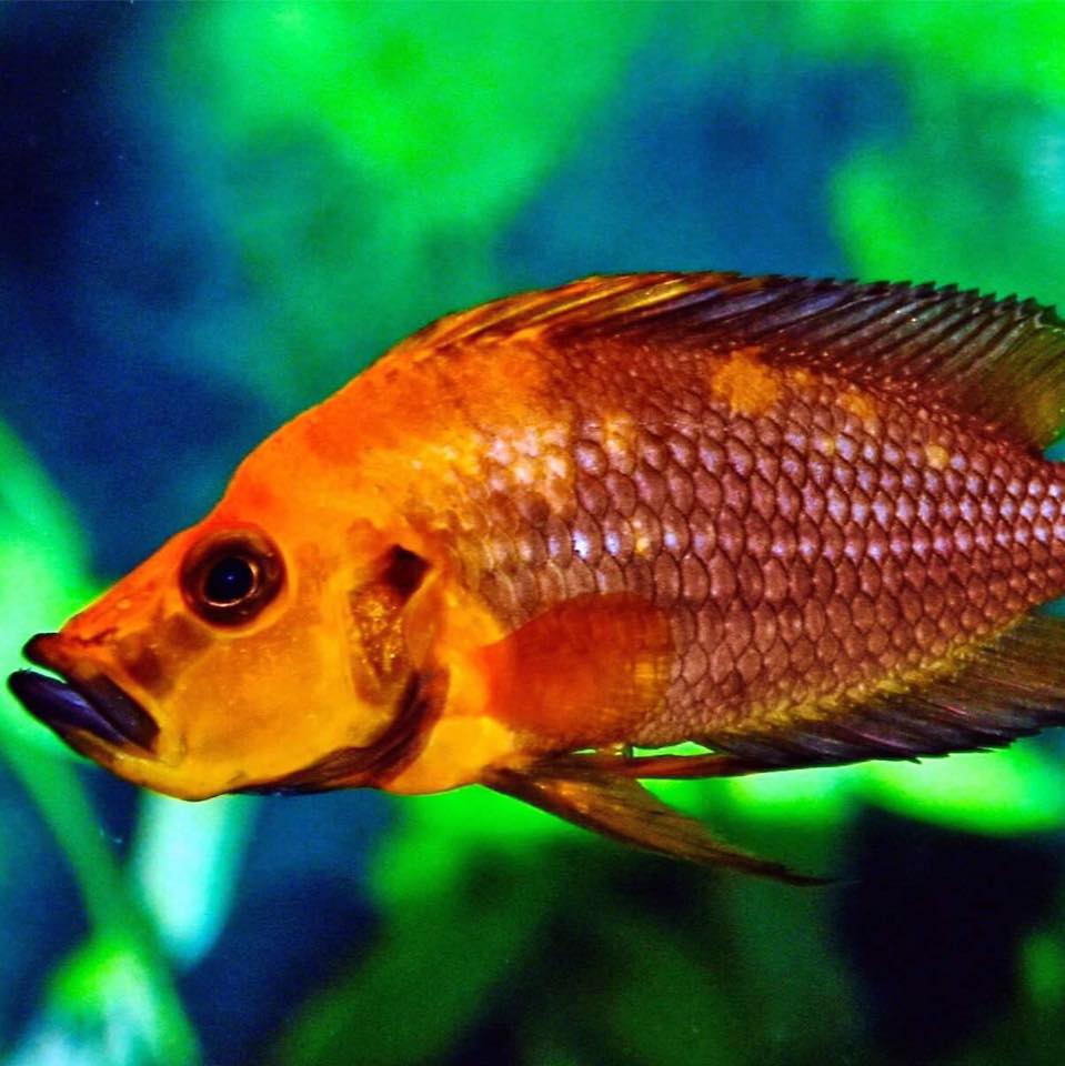 Midwest Exotic Fish | Beech Grove IN