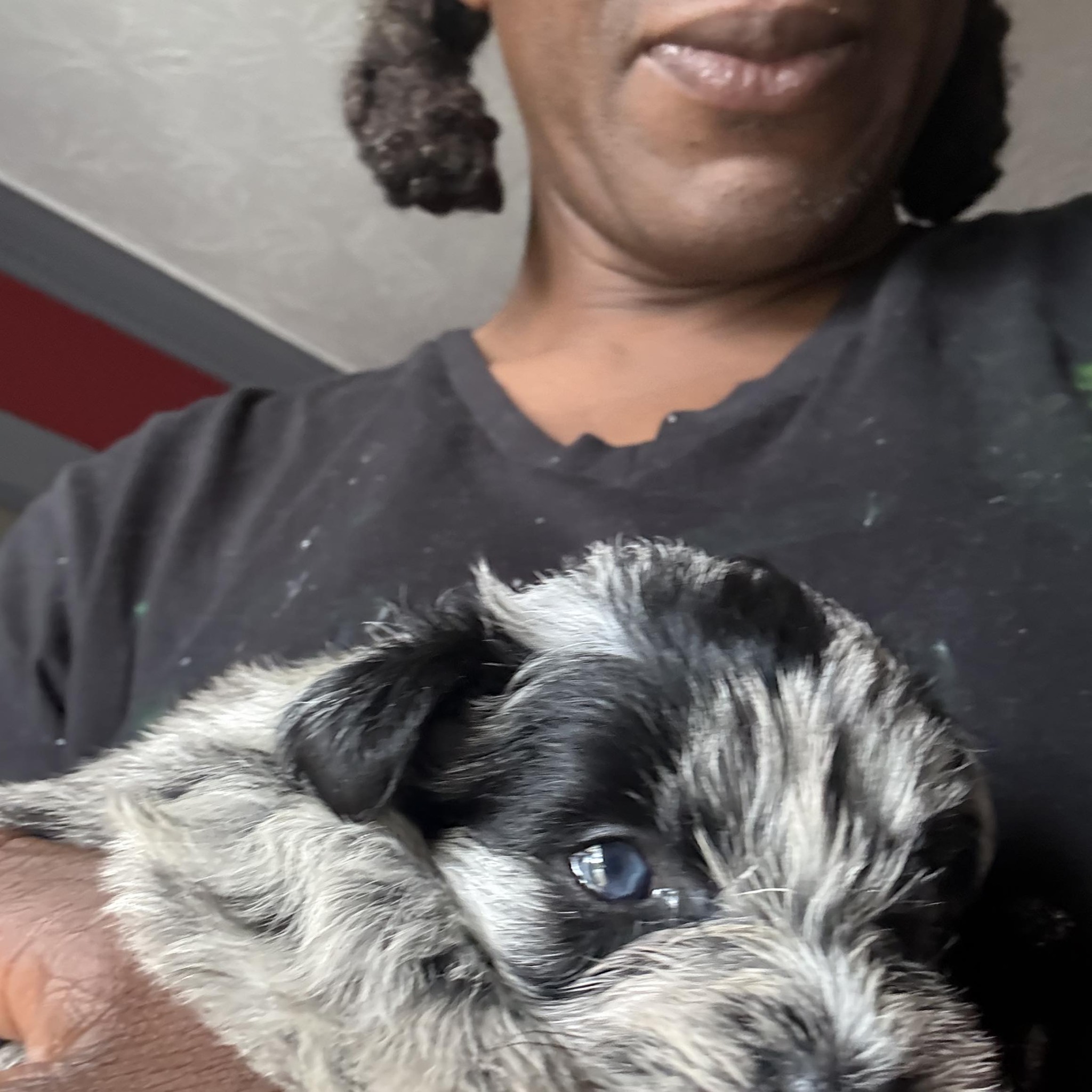 Blue Merle males, and females | Deandrea Ivory