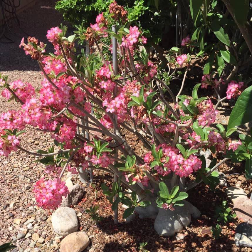 Adeniums | Phoenix AZ