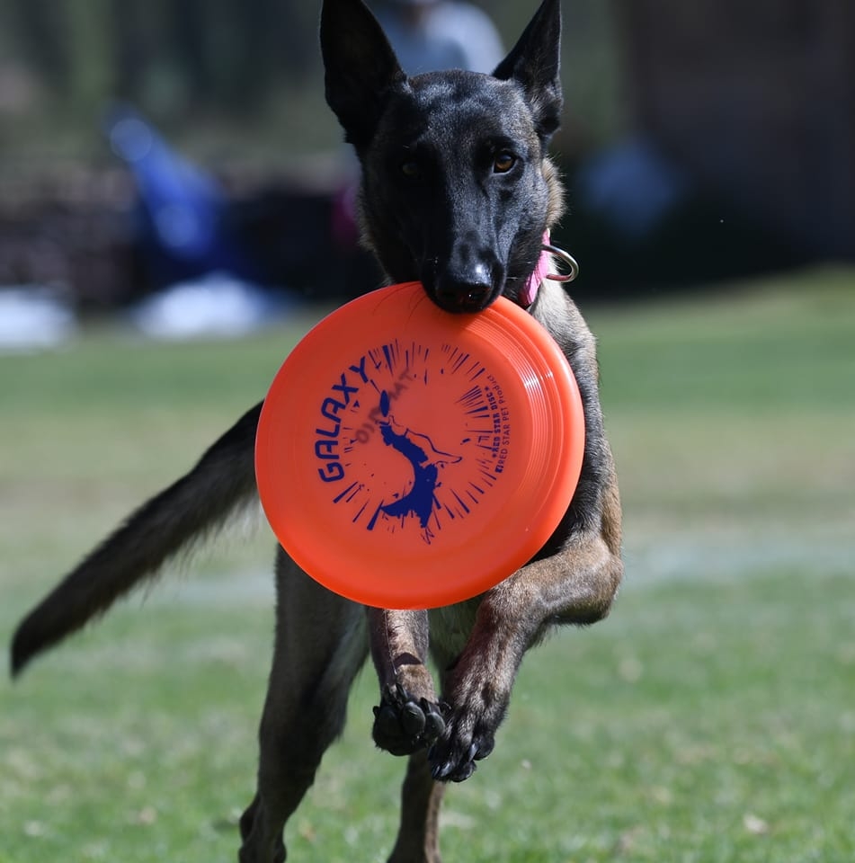 Sitemapcdatahttpautocellcare1comasuka The Disc Dog