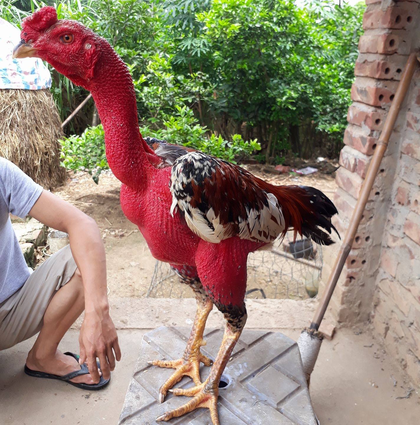 Trại Gà Đồng Treo