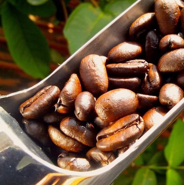 Jasa Roasting Kopi