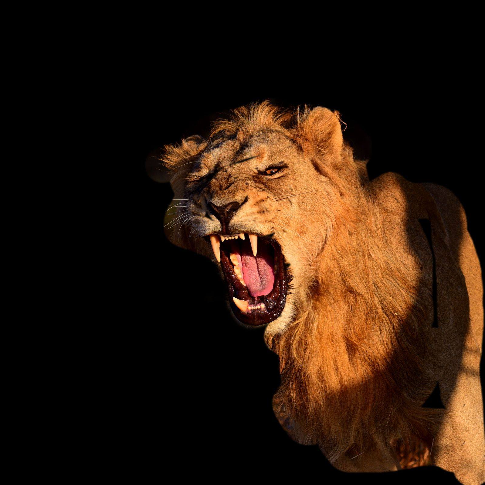 Under the Dust - The gayal (Bos frontalis), also known as mithun, is a ...