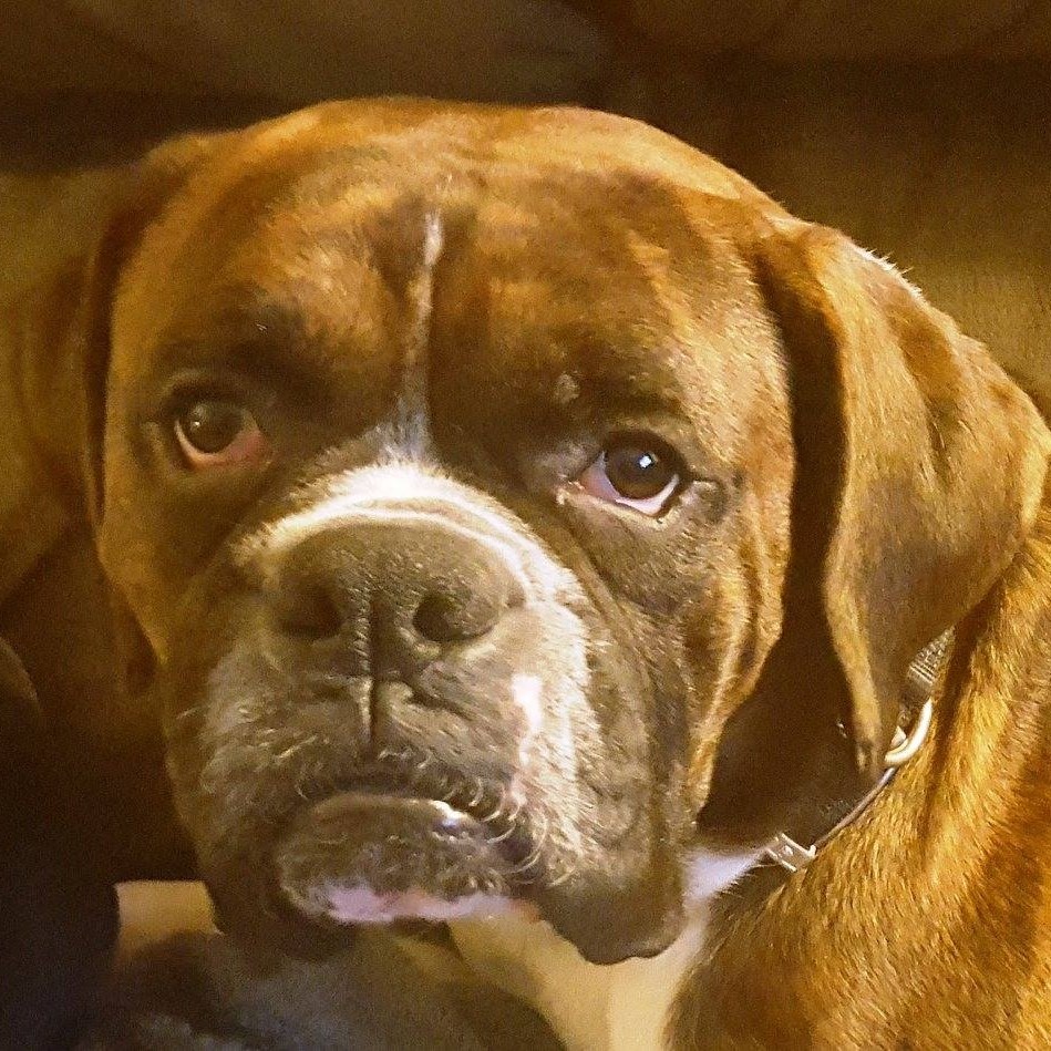 Do Boxers Have Dew Claws