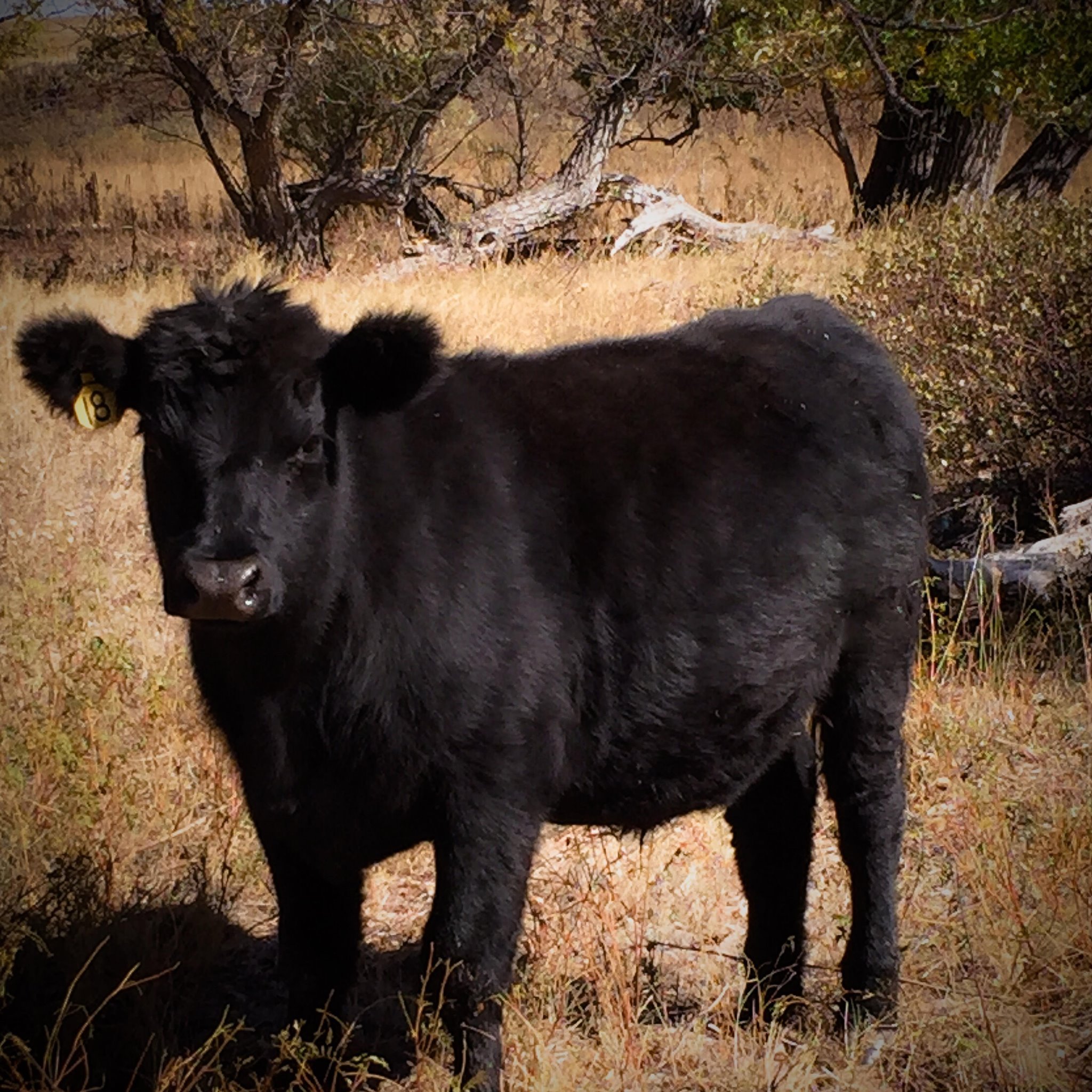 Rusty Nail Ranch