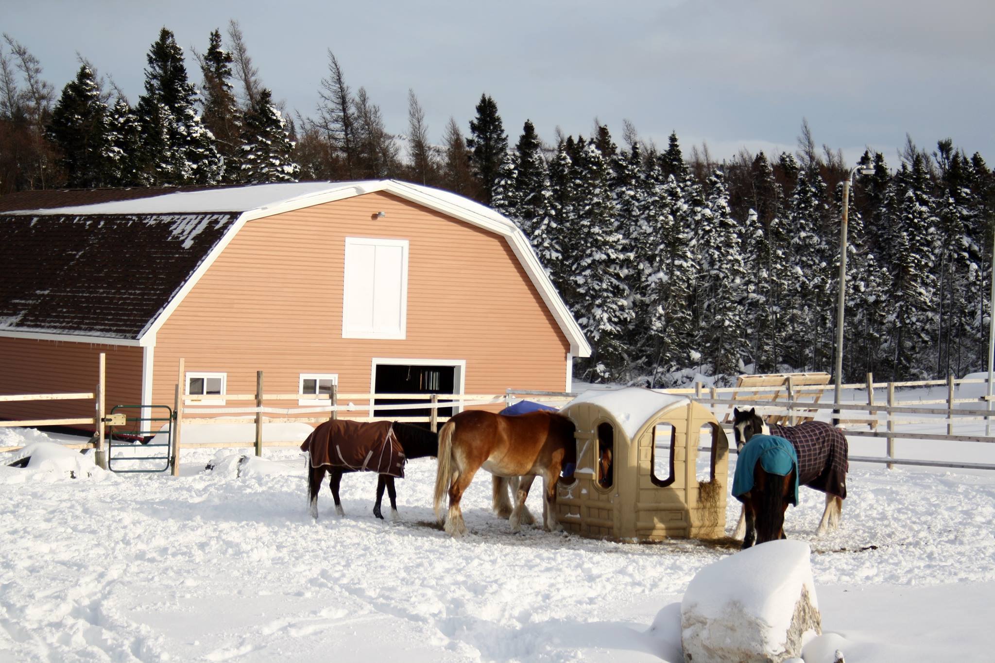 Silver Lining Stables | Conception Bay South NL