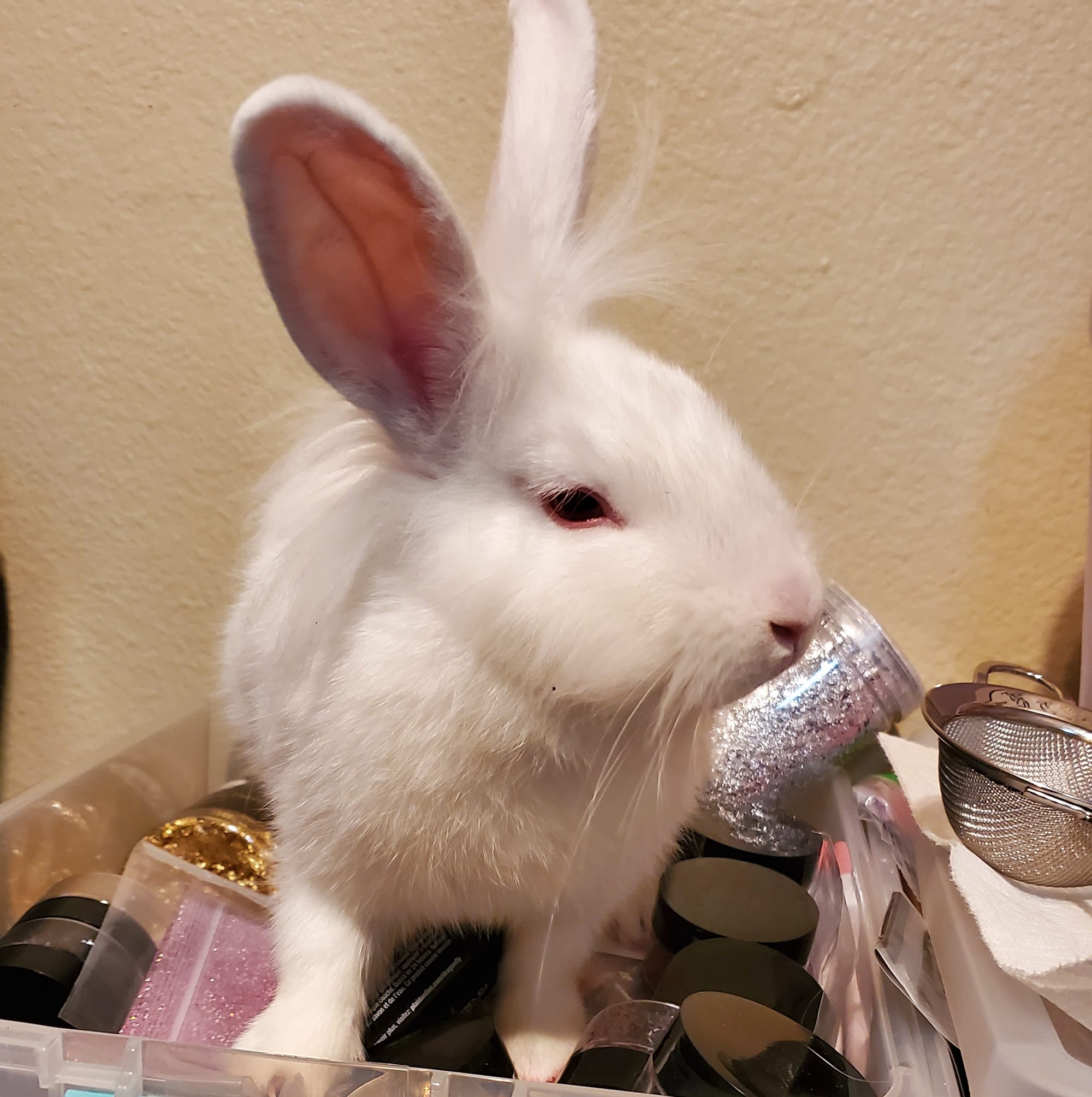 Blizzard and Butterscotch's Love Story Plus Freya - Wheres my carrots ...