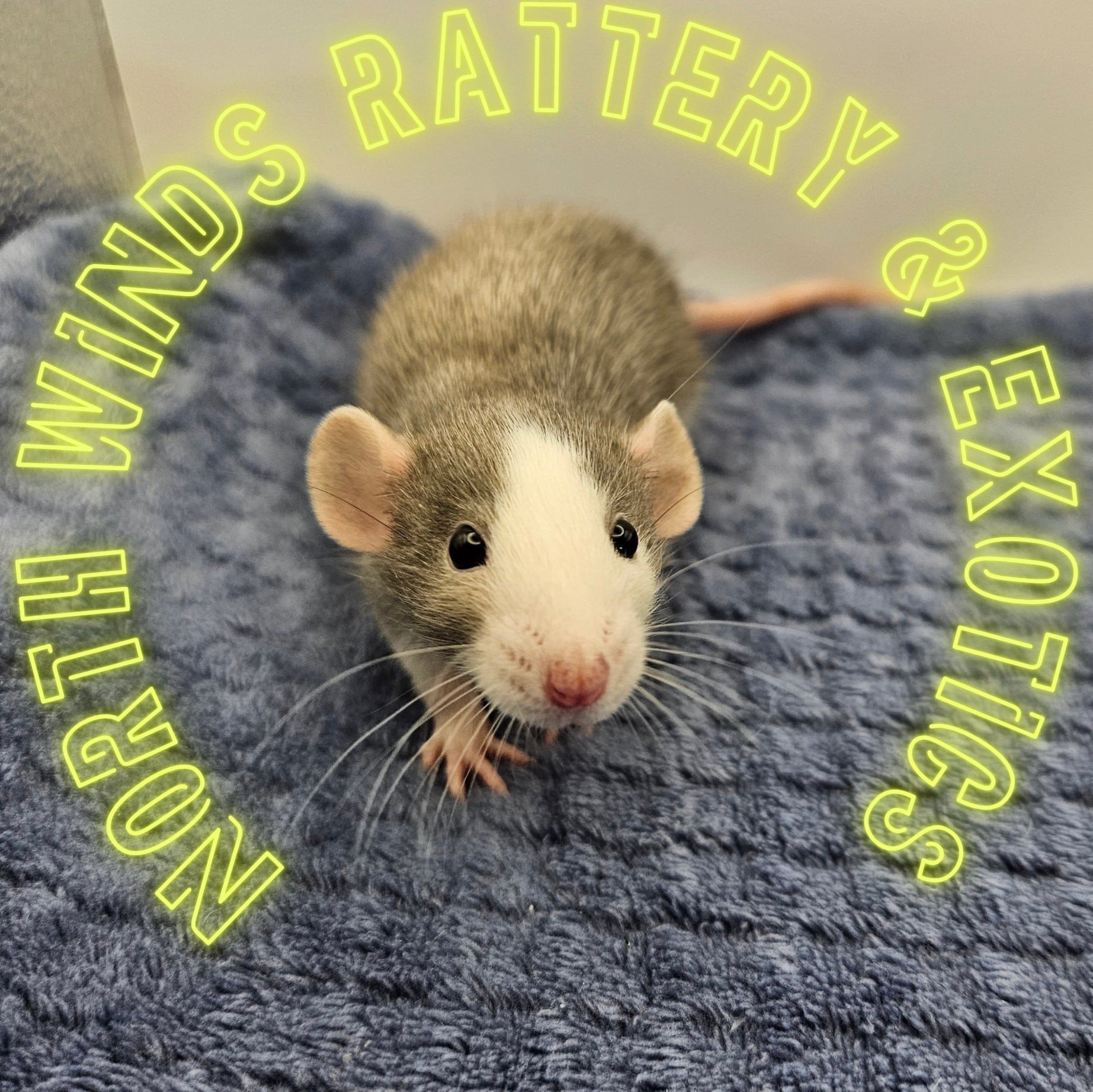 North Winds Rattery & Exotics | Dickinson ND