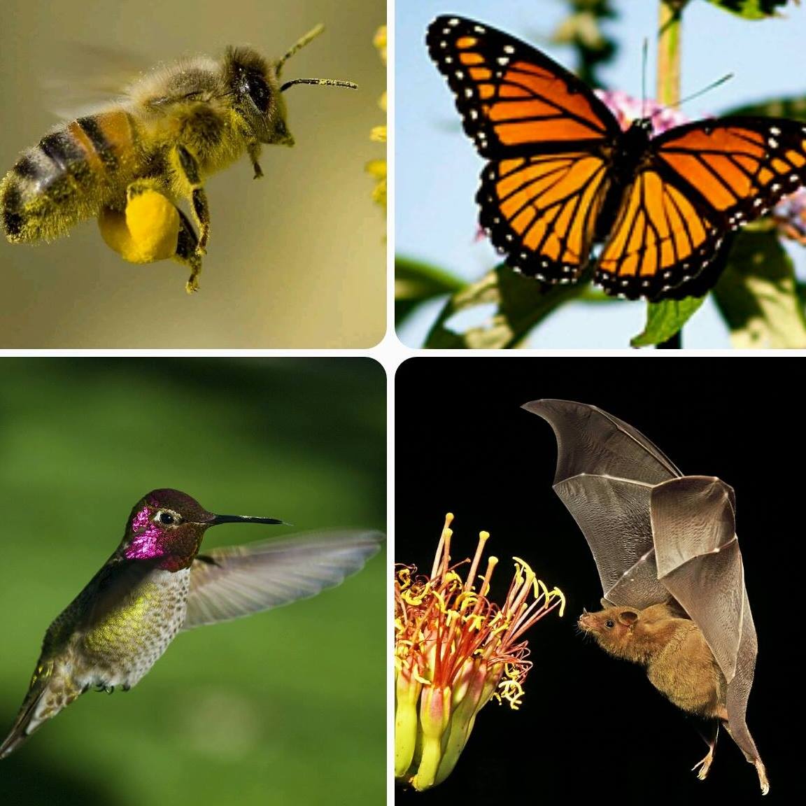 Pollination World