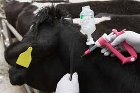 Prevention, treatment and control of CBPP in cattle | Adama