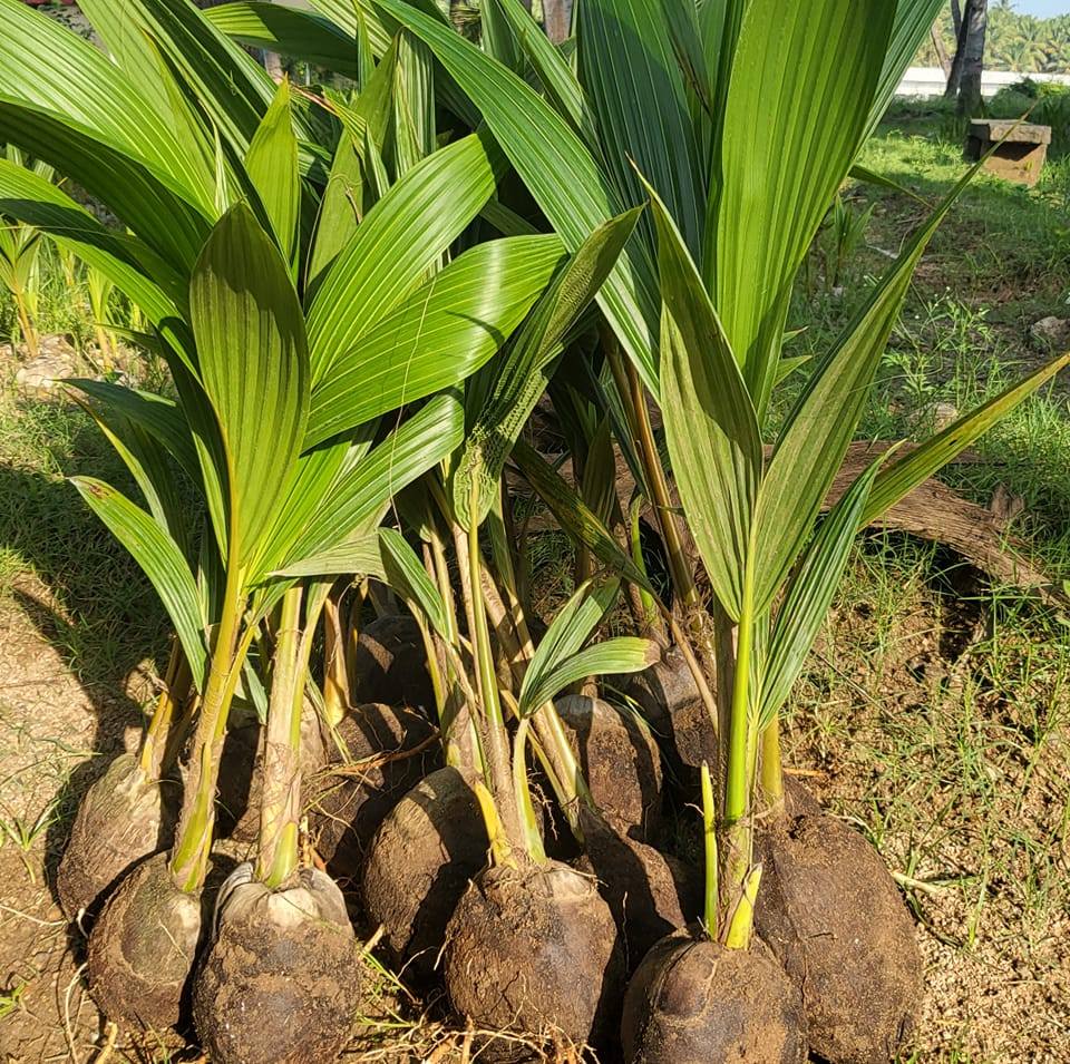 Sri kumaran coconut nursery / Thangavel nainar coconut farm | Krishnagiri