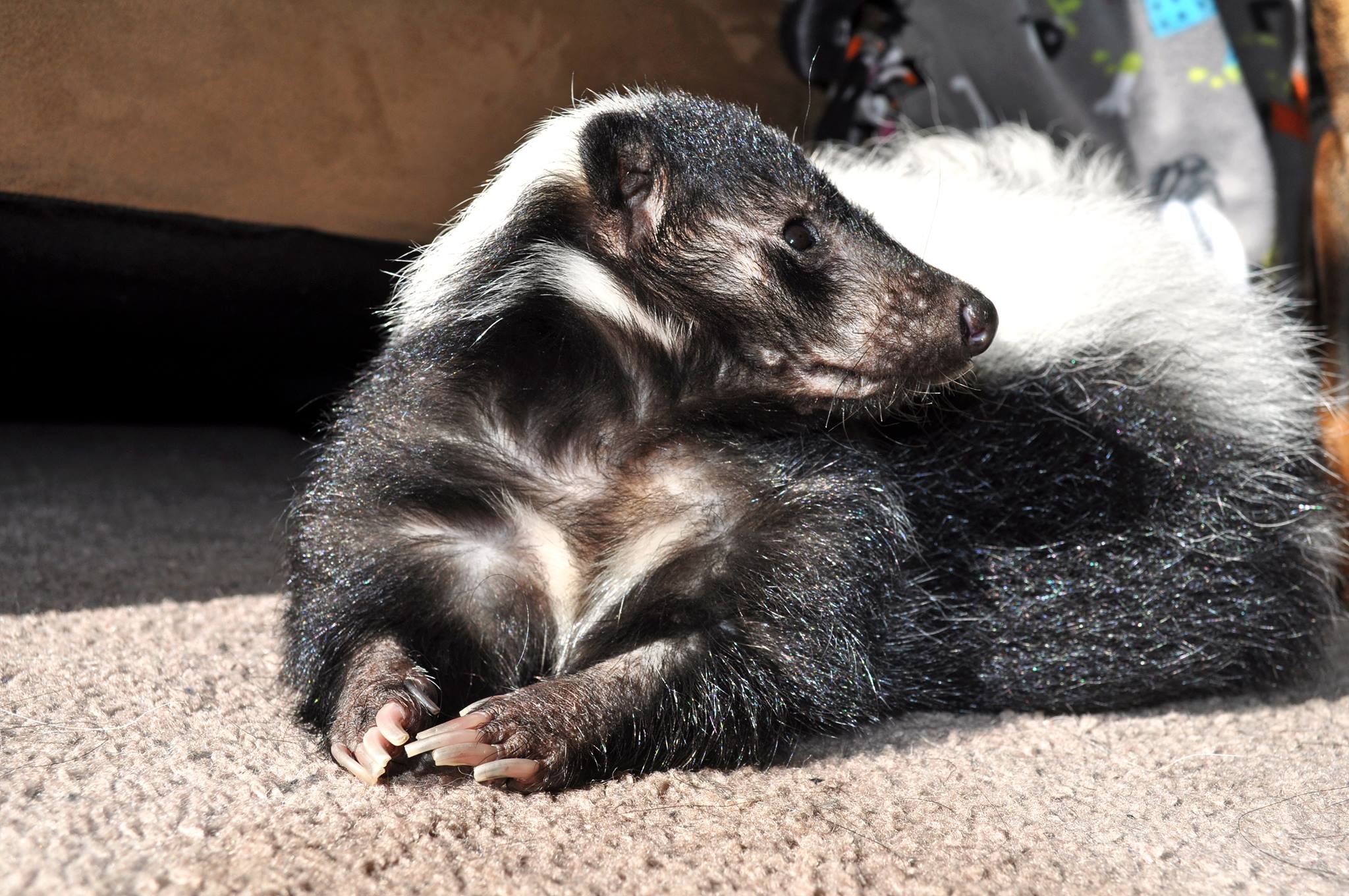 Jasper the Skunk