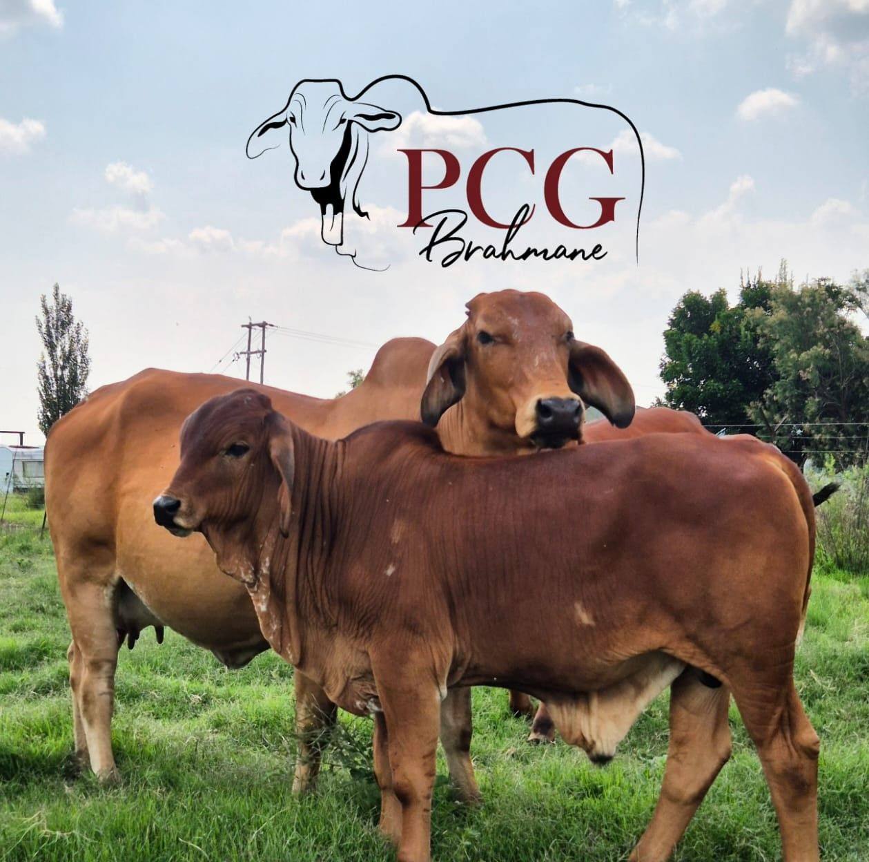 PCG Brahmane | Heilbron