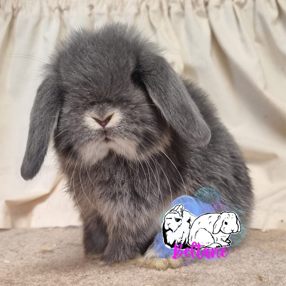 Mini Lop Eared Rabbits Home Page