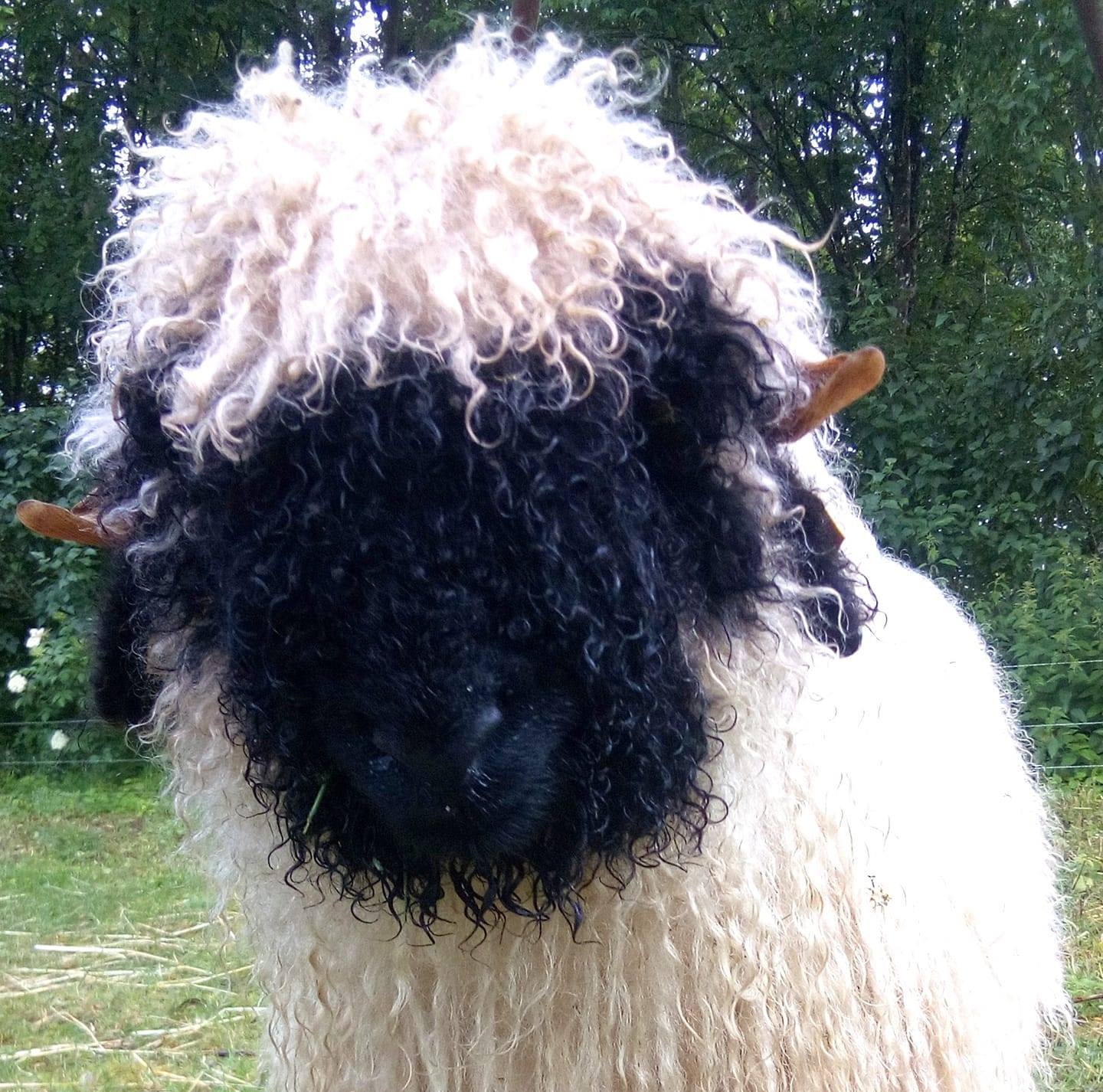 Nez Noir Du Valais à Vendre
