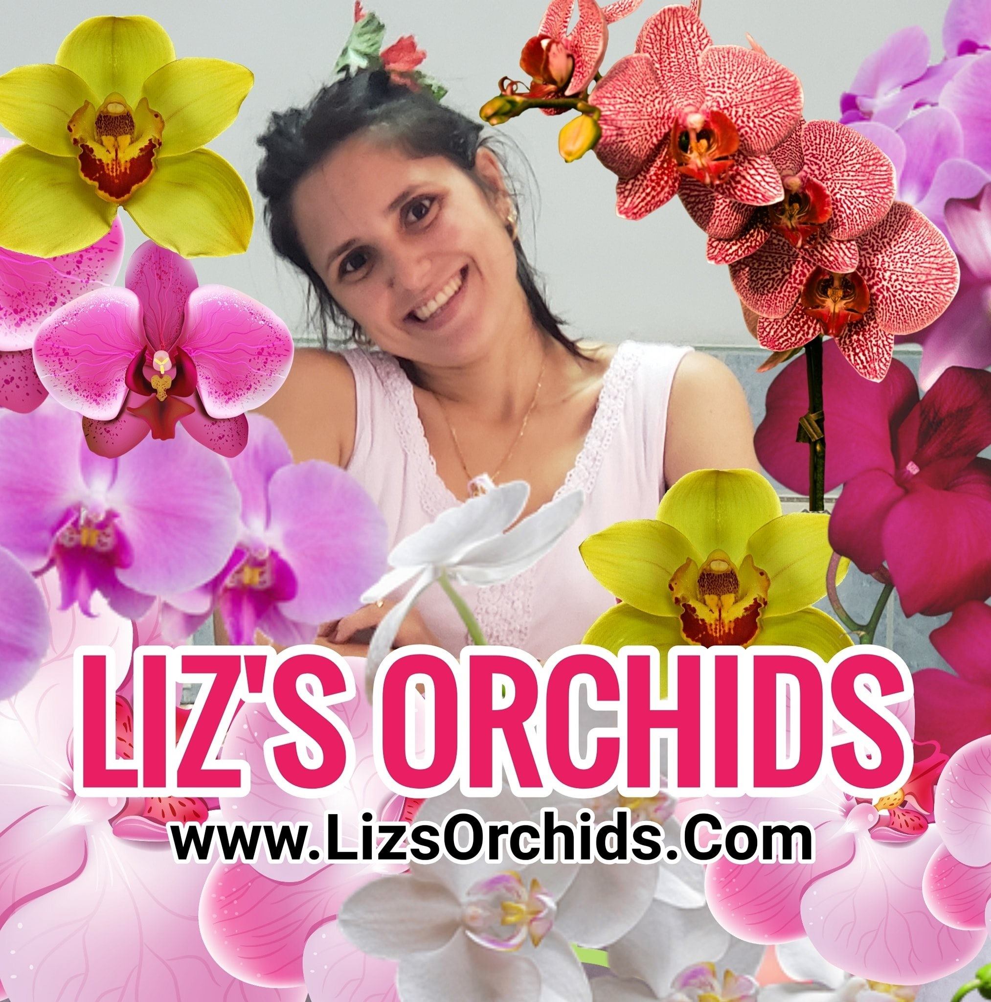 Liz's Orchids.com - Bulbophyllum pachyrhachis ,conocido popularmente ...