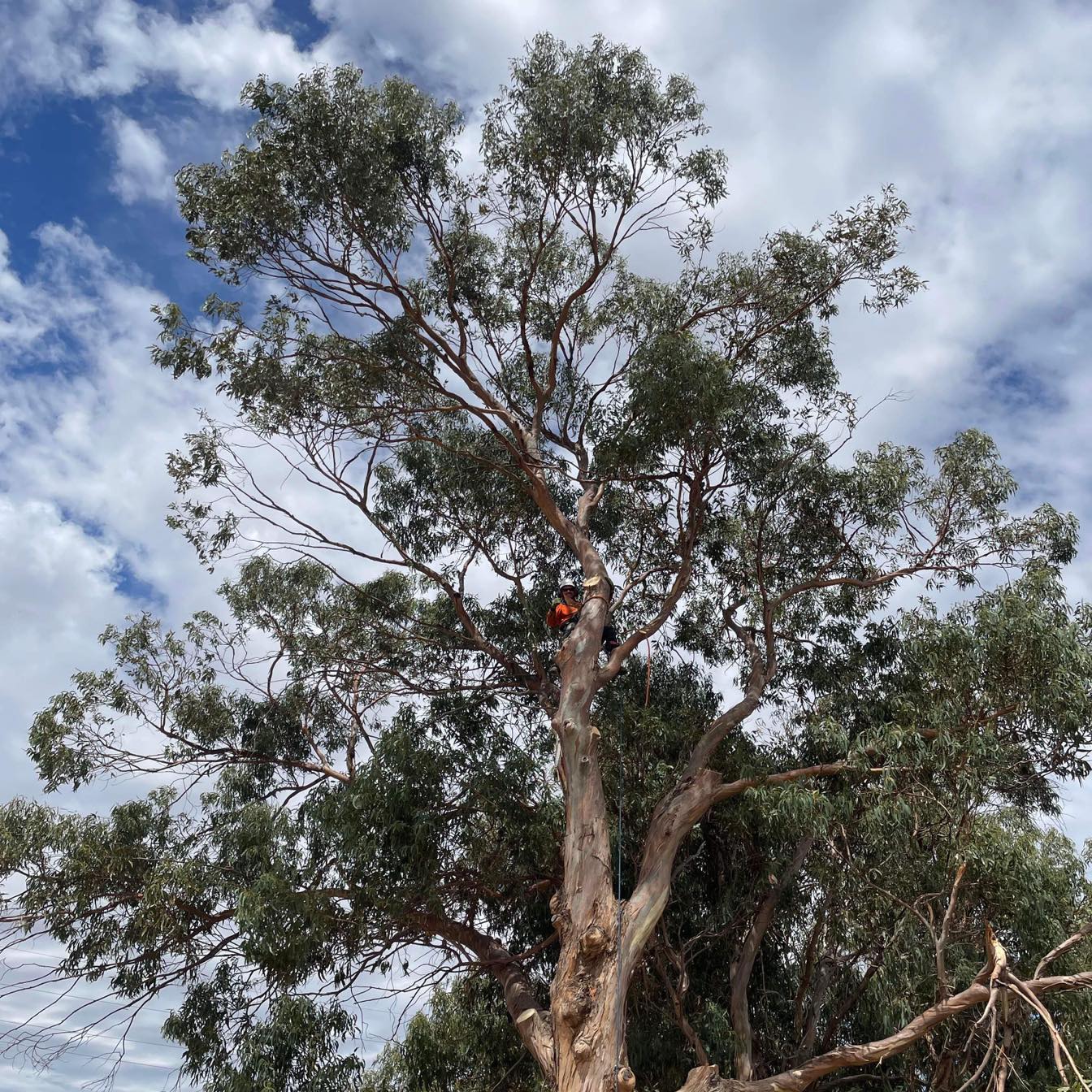 Capel Tree Service | Capel WA