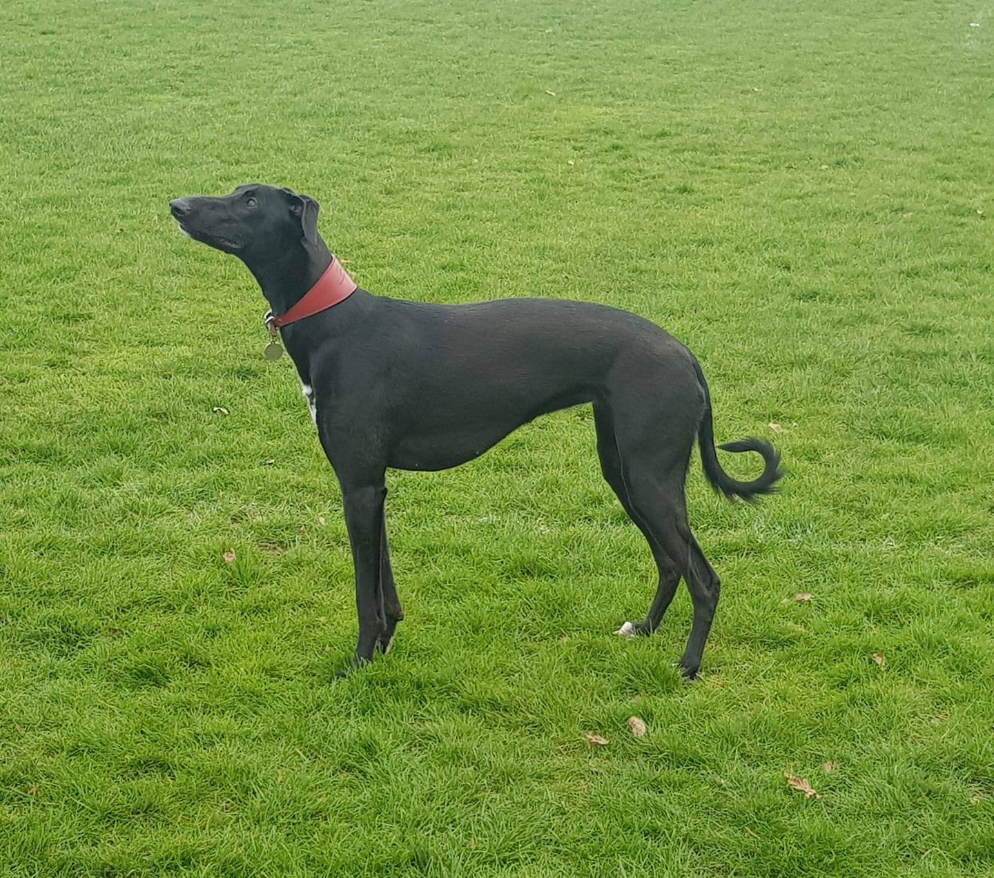 Greyhound Lover's Community | My greyhound just wants to be outside, he ...