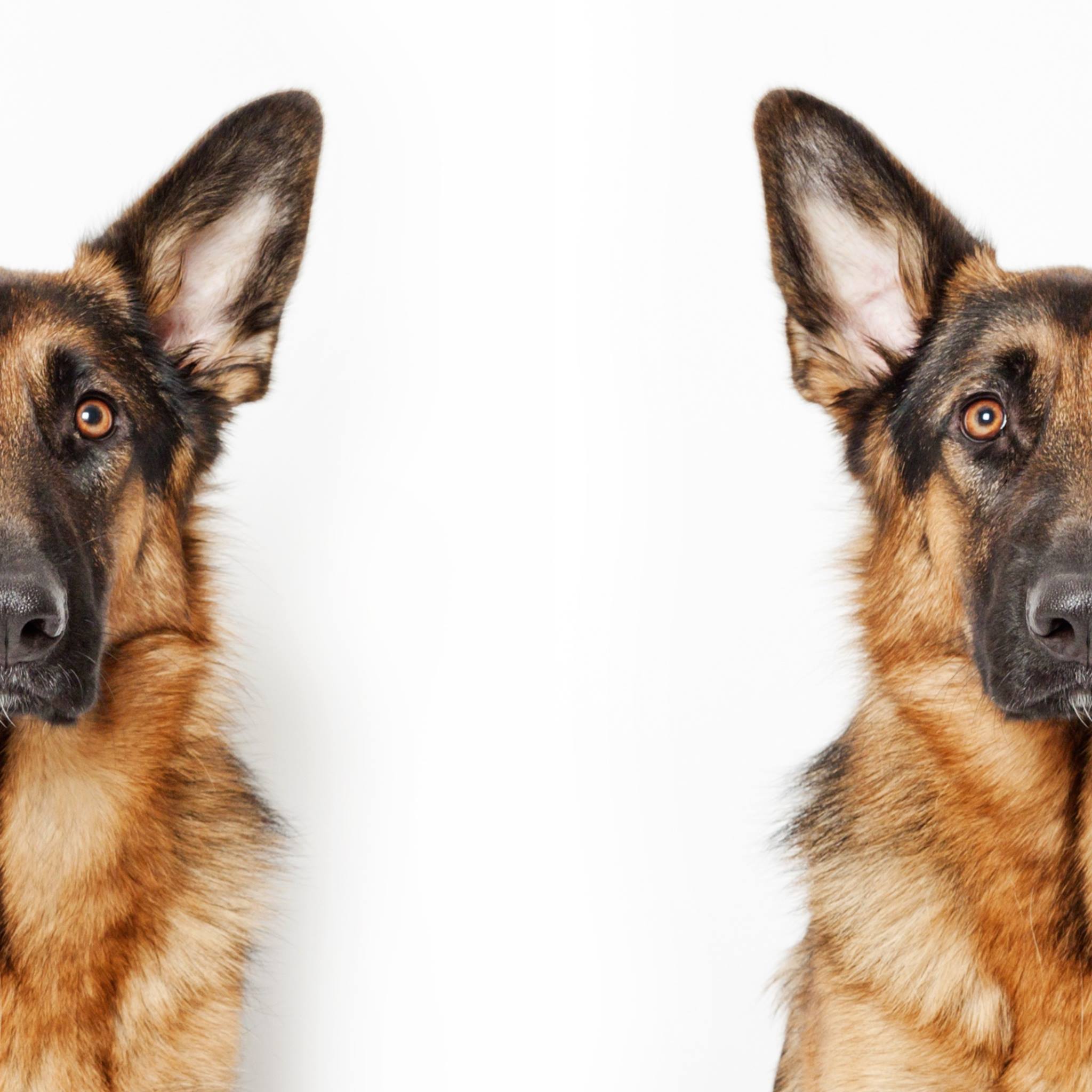 Hundeschule Rotter | Bergisch Gladbach